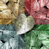 mappafoglia20081111