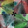 mappafoglia20081112