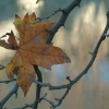 DSCF0007
