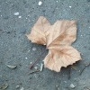 DSCF0106