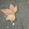 DSCF0108