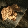 DSCF0111
