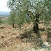 DSCF0010