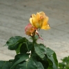 DSCF0024