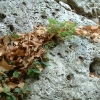 DSCF0034