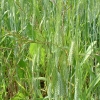 DSCF0078