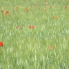 DSCF0079
