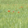DSCF0080