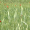 DSCF0081