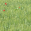 DSCF0084