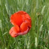 DSCF0096