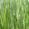 DSCF0098