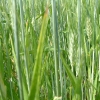 DSCF0099