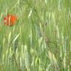 DSCF0109