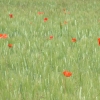 DSCF0110