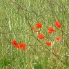 DSCF0115