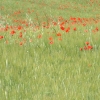 DSCF0123