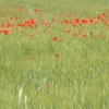 DSCF0124