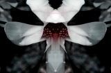 Dark_Angel_IMG_2173