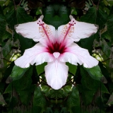 Fiore_DSCN2879