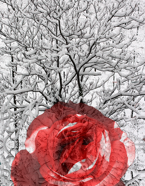 Un albero di neve e una rosa rossa